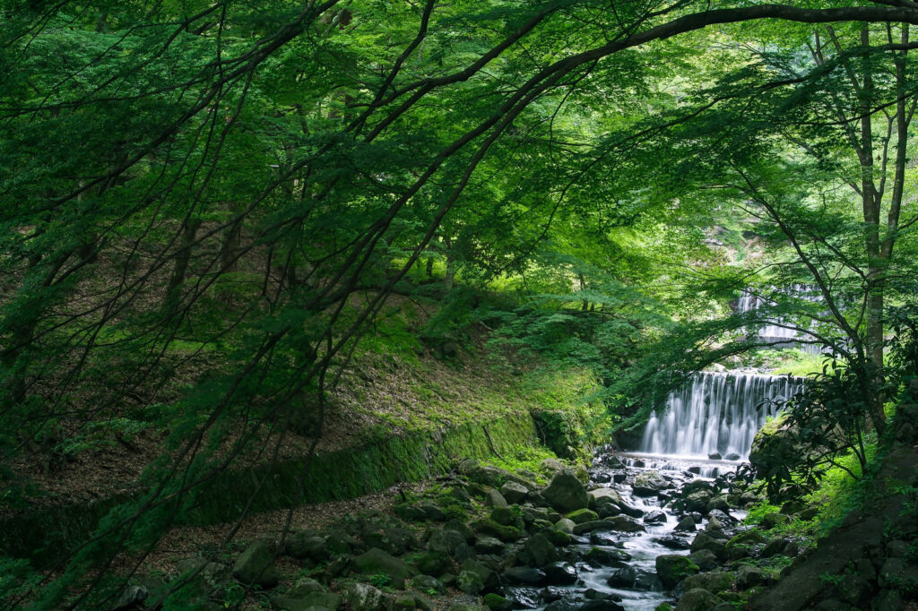 小川を写した写真